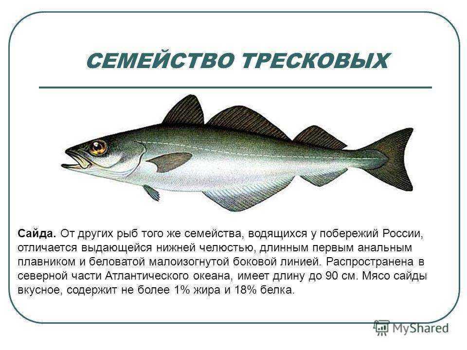 Рыба пикша: польза и вред, способы приготовления, калорийность