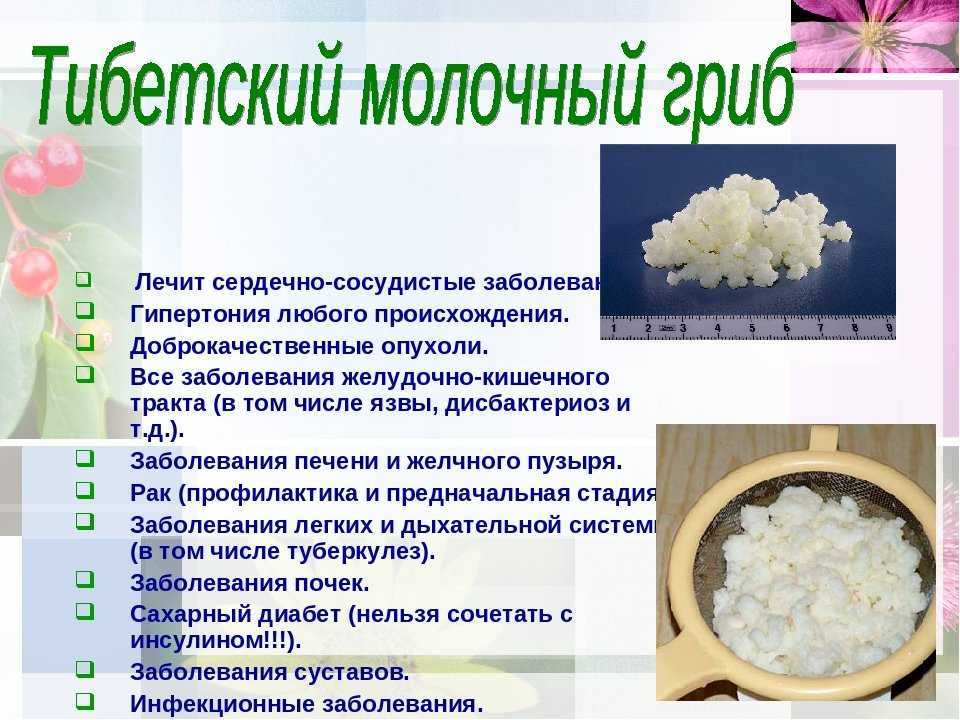 Полезный молочный гриб - информация, советы и рецепт приготовления домашнего кефира - фото