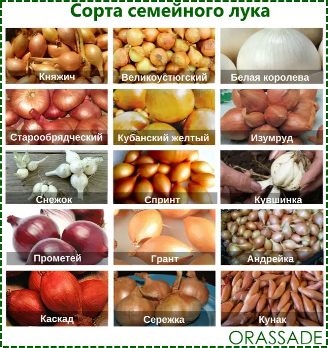 Сорта красного репчатого лука для подмосковья, для сибири, для средней полосы, для хранения, описание с фото, отзывы, крупные, урожайные