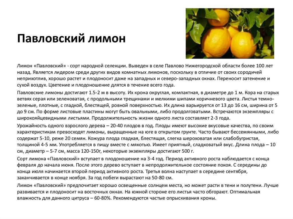 Павловский лимон — уход в домашних условиях