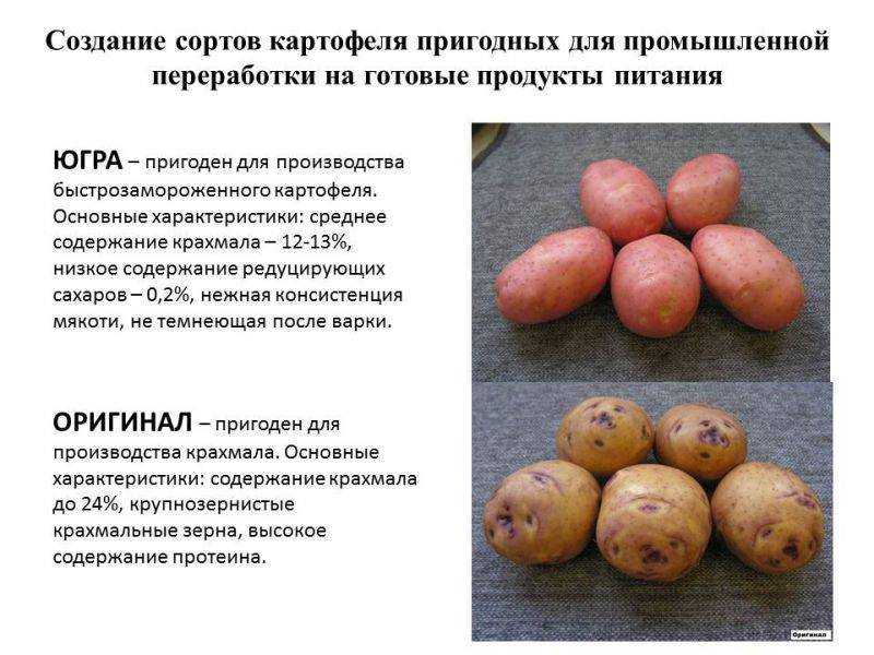 Сорта картофеля: описание, названия с фото, характеристики