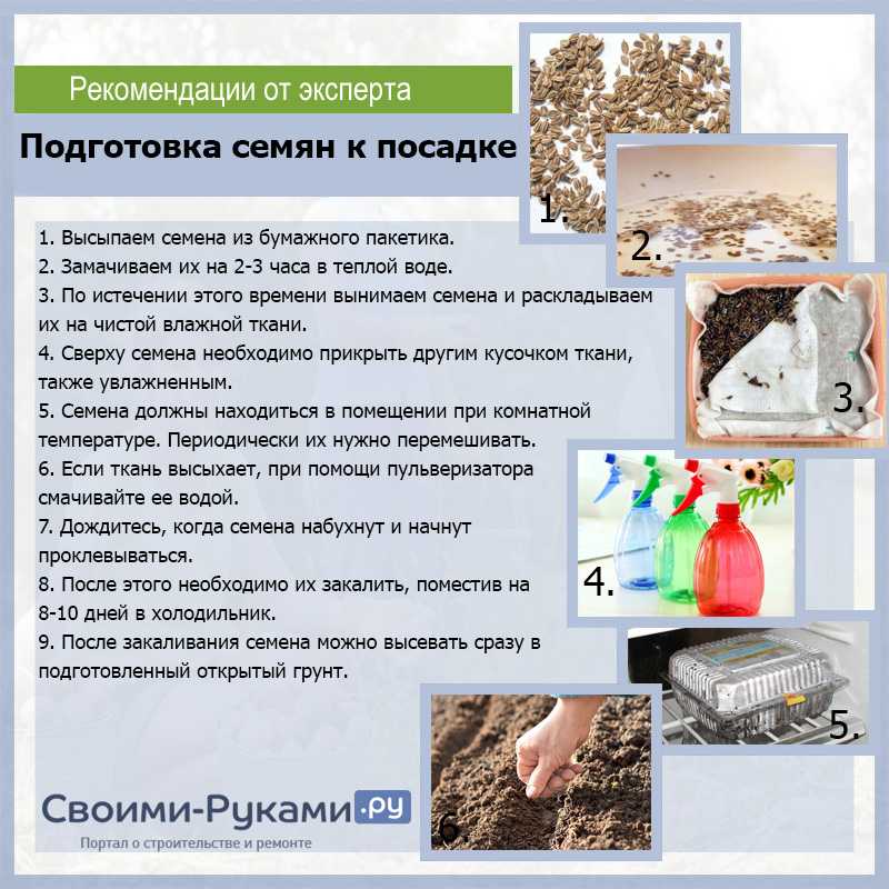 Подготовка семян моркови к посеву: как подготовить и обработать