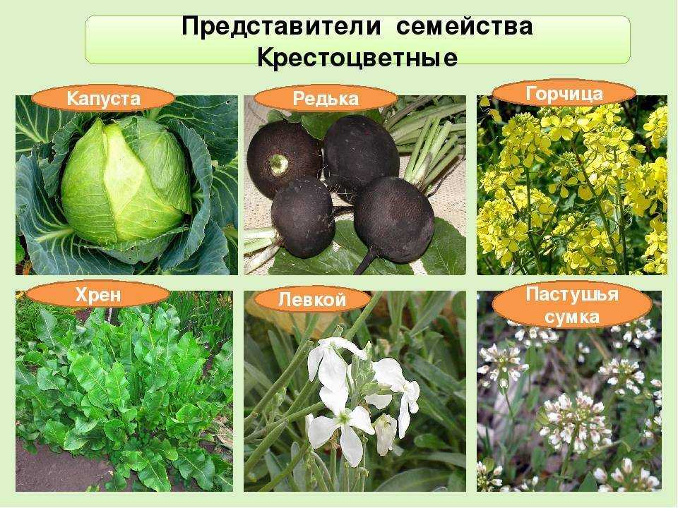 Редька посевная черная