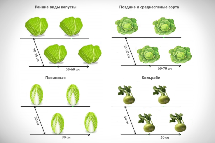 Соседство овощей на грядках: совместимые и полезные друг другу культуры, таблица друзей и врагов