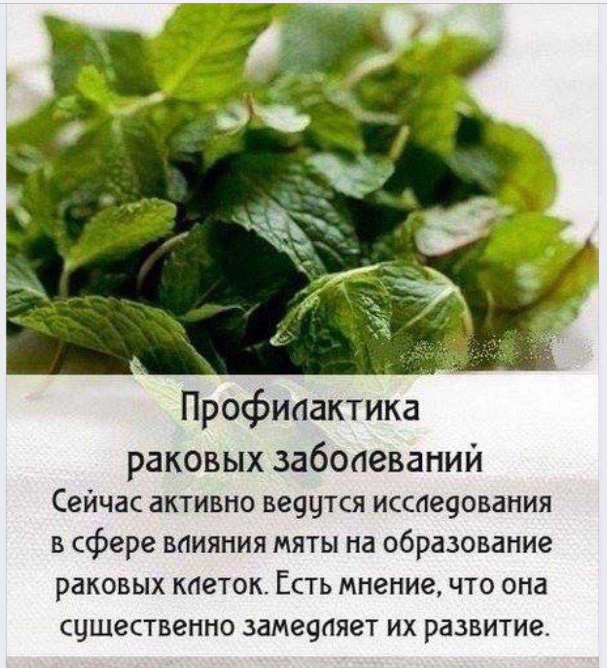 Полезные свойства и противопоказания чая с мятой, рецепты и особенности употребления