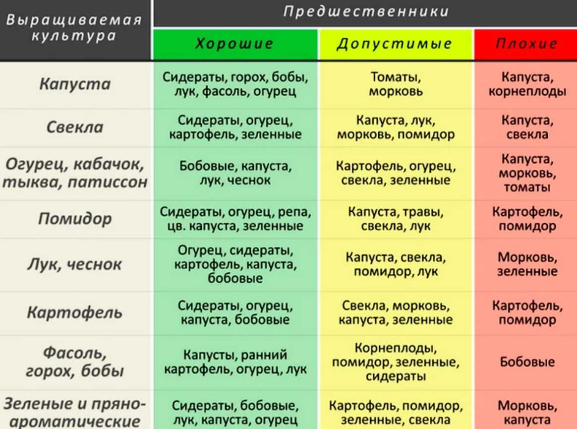Что посадить после моркови на следующий год (севооборот)