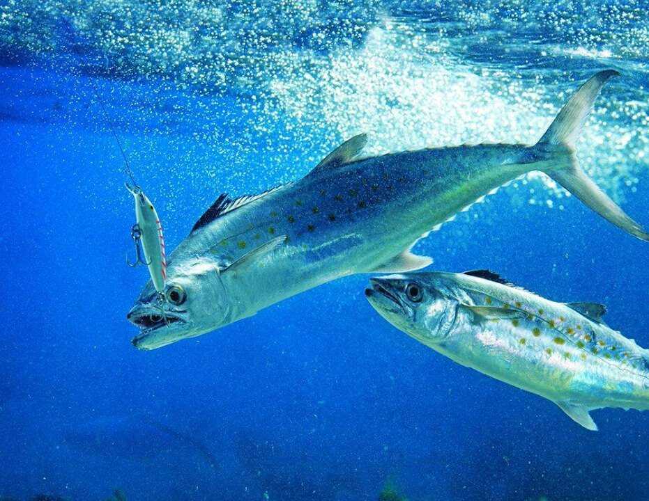 Чем отличаются скумбрия и макрель? макрель vs скумбрия скумбрия голубая макрель