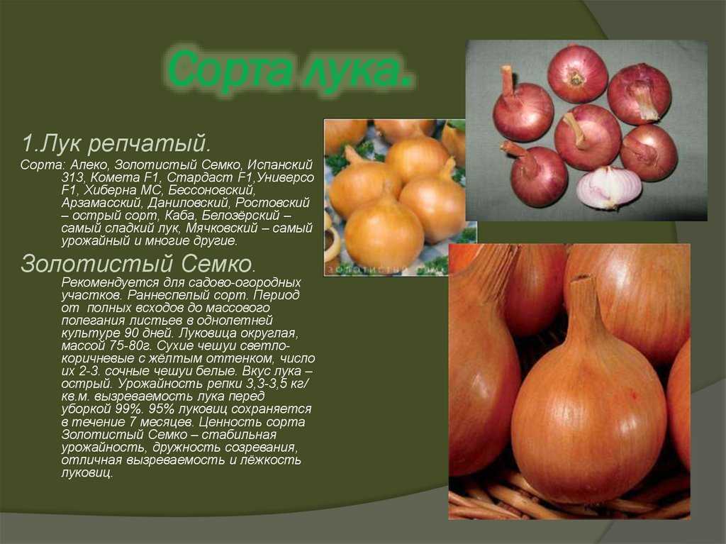 Лучшие сорта лука для открытого грунта в подмосковье: севки репчатого овоща со сладким и иным вкусом для посадки весной и в другое время года, озимые и летние виды