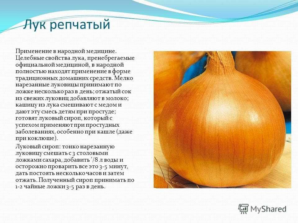 Сырой лук - польза и вред, советы по выбору и правила хранения