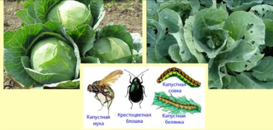 Как избавиться от вредителей капусты без химии - дачные советы.ру