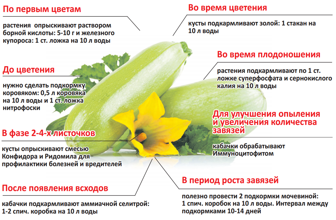 Подкормка капусты: виды удобрений и схема подкормок