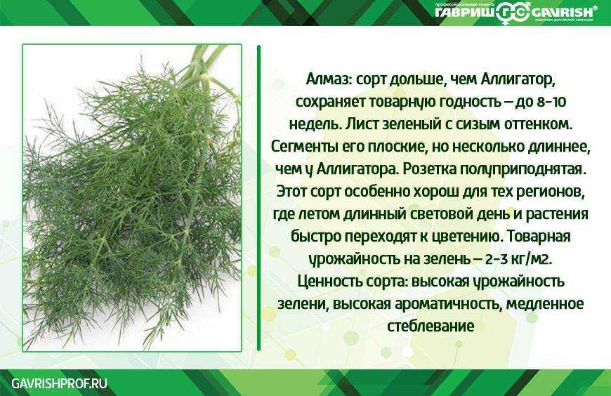 Польза и вред укропа для организма