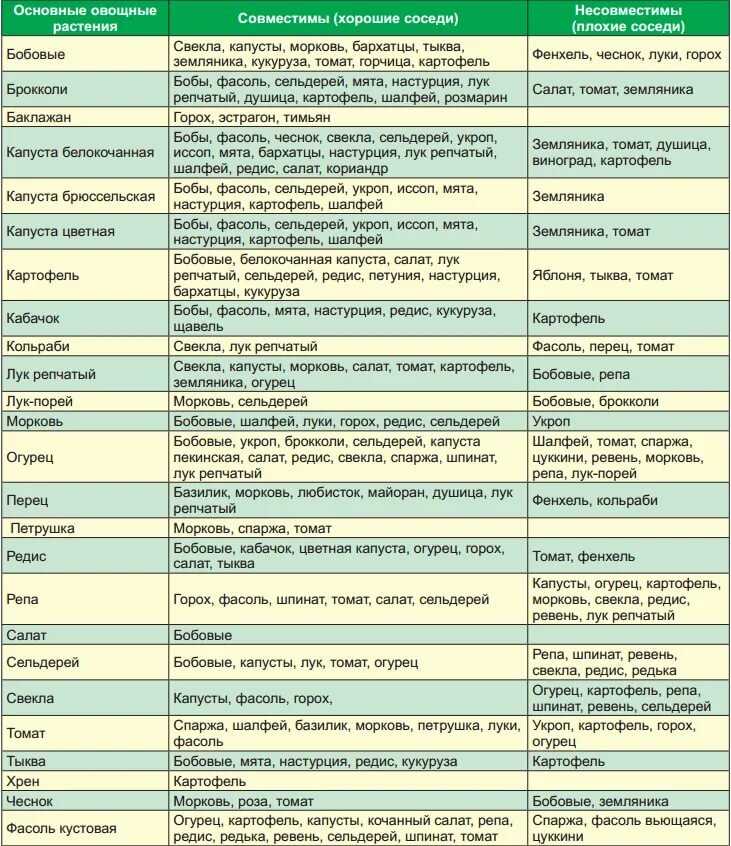 Выращивание базилика: почва, рассада и уборка урожая