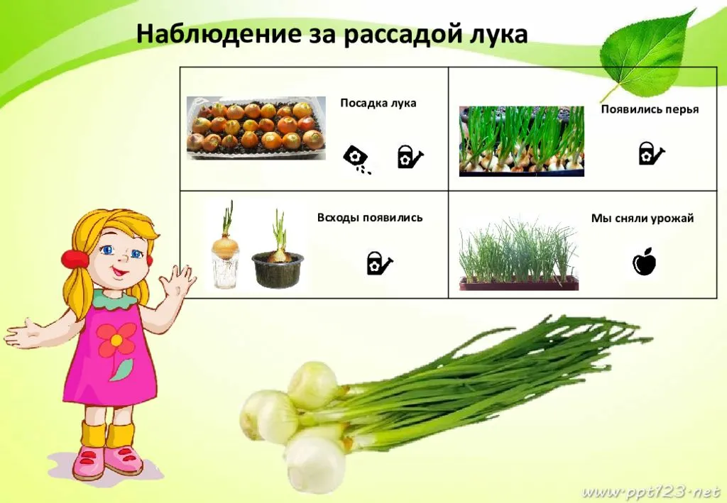 Семена лука на зелень: название сортов с описанием и фото
