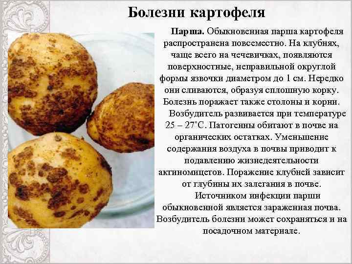 Парша картофеля фото описание и лечение: обработка клубней перед посадкой, как избавиться на участке и в земле