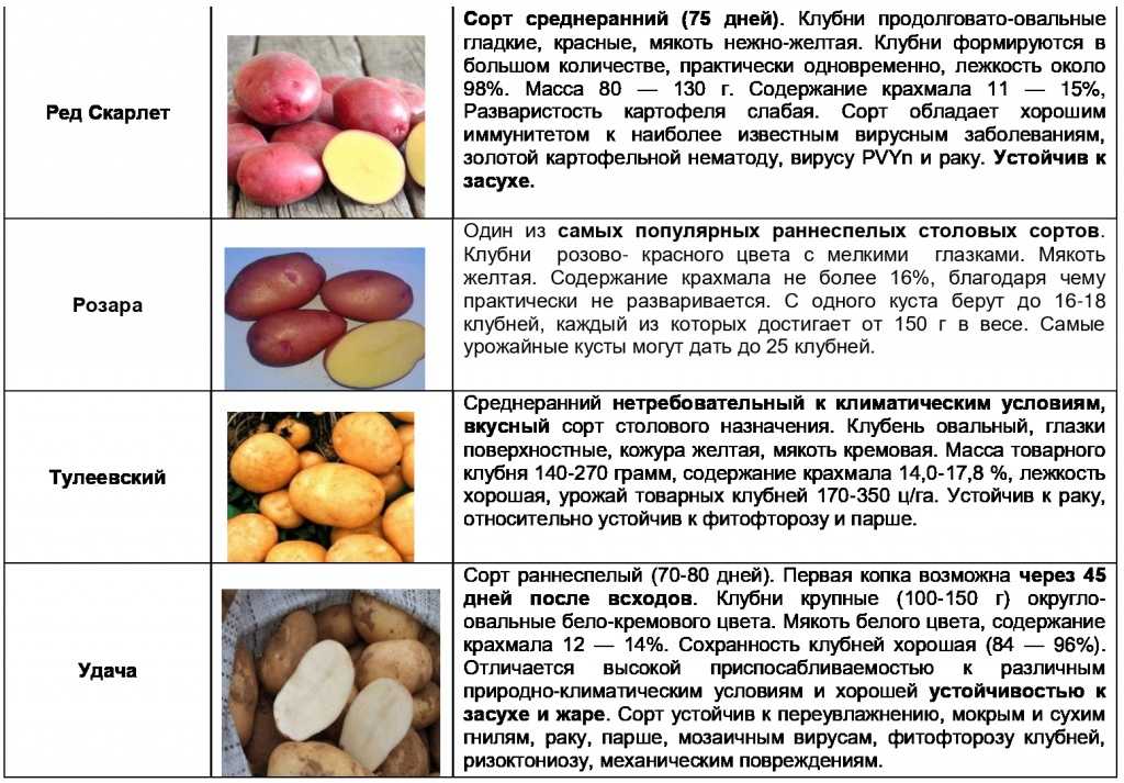 Картофель спиридон: характеристика сорта, вкусовые качества. сорт картофеля спиридон: отзывы, фото, урожайность, секреты выращивания