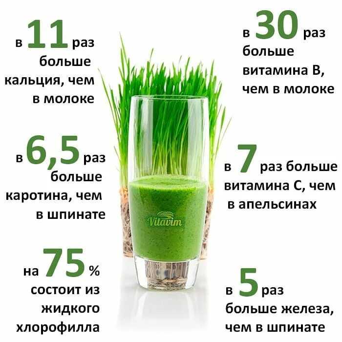 Пророщенная пшеница: польза и вред, как принимать