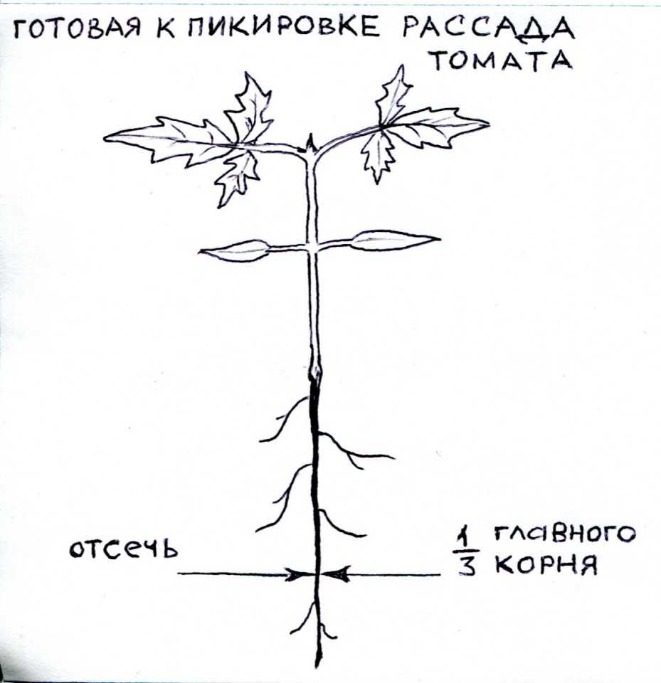 Гортензия: выращивание в саду, размножение, виды