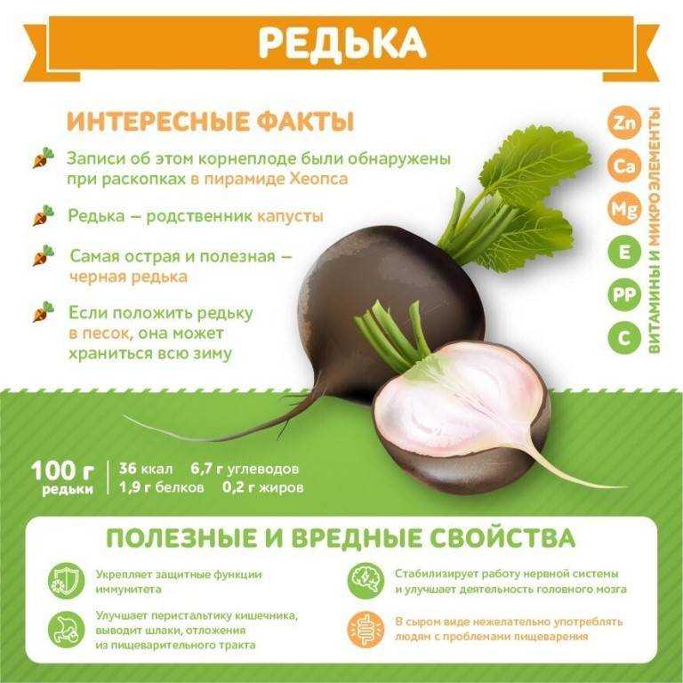 Редька: как выглядит, описание и фото, разновидности