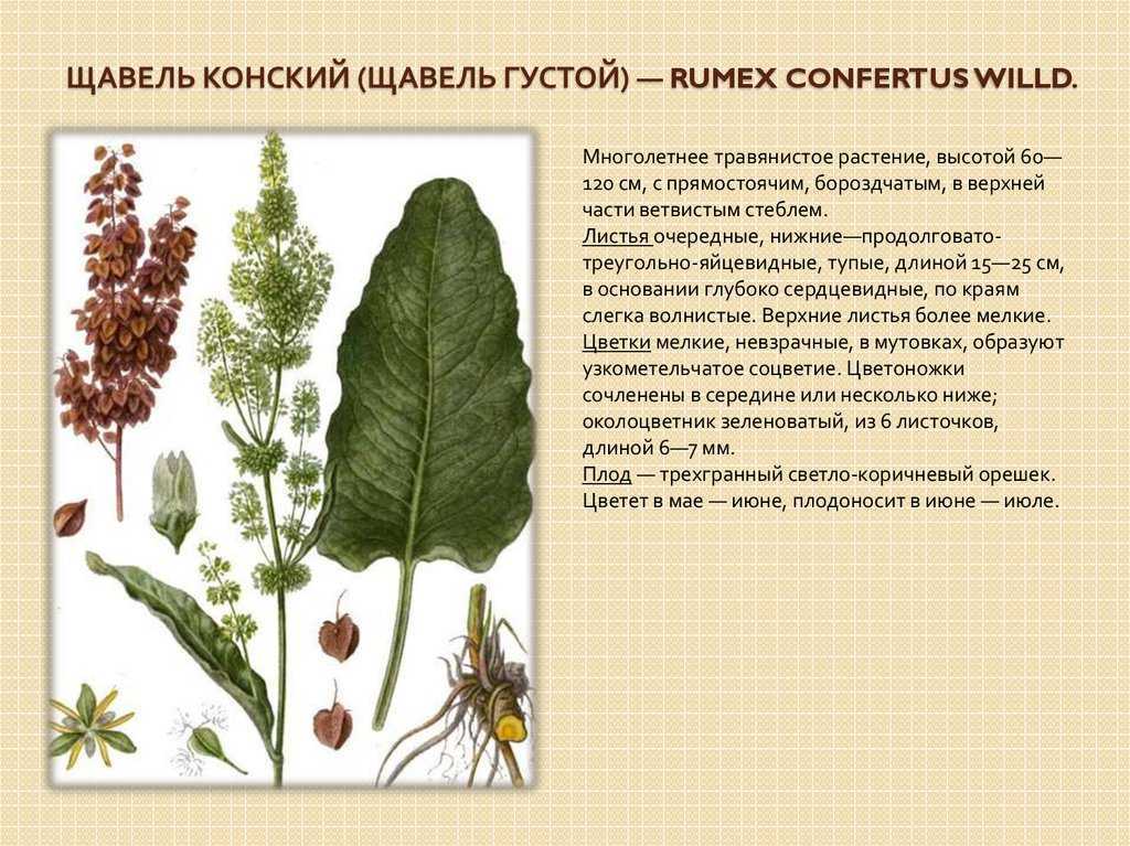 Щавель конский: лечебные свойства и противопоказания травы