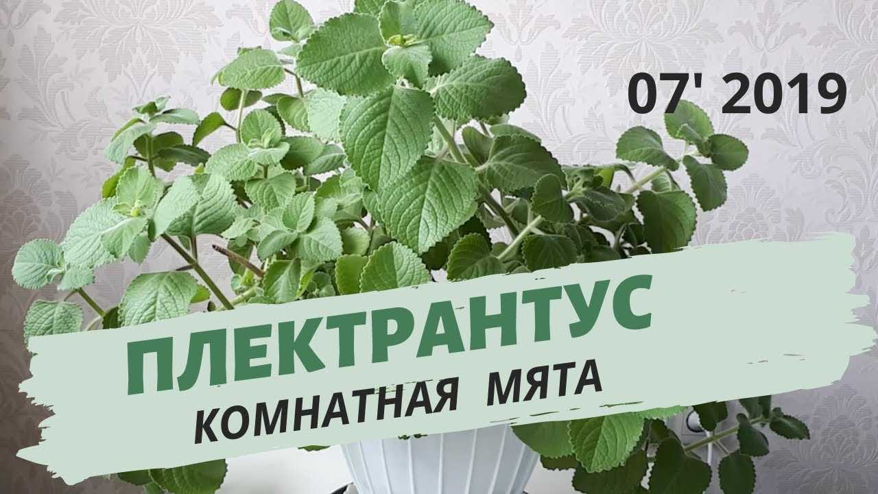 Домашняя мята (комнатная мята, плекрантус)