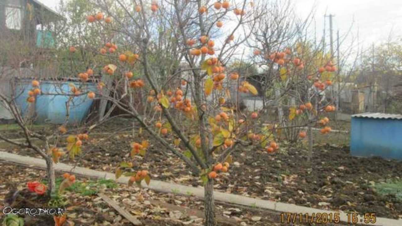 Хурма, особенности и самые лучшие для россии сорта