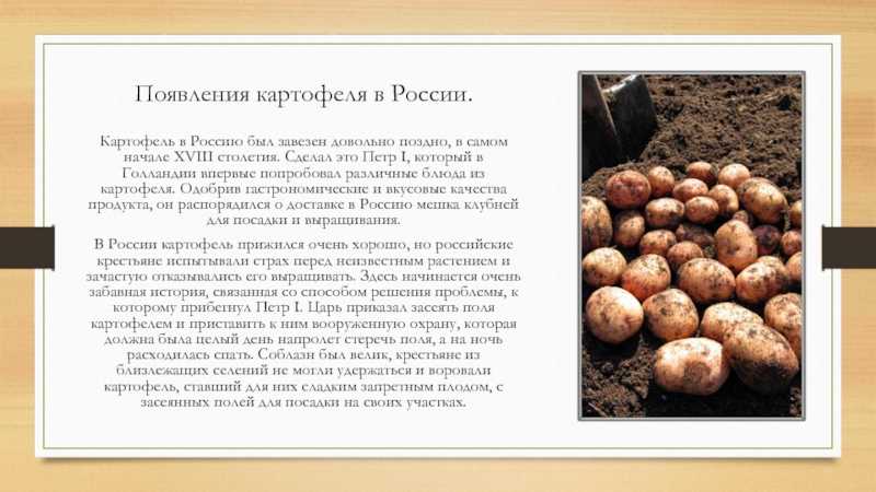 Кто же впервые завёз картофель в россию? на руси картофеля не было