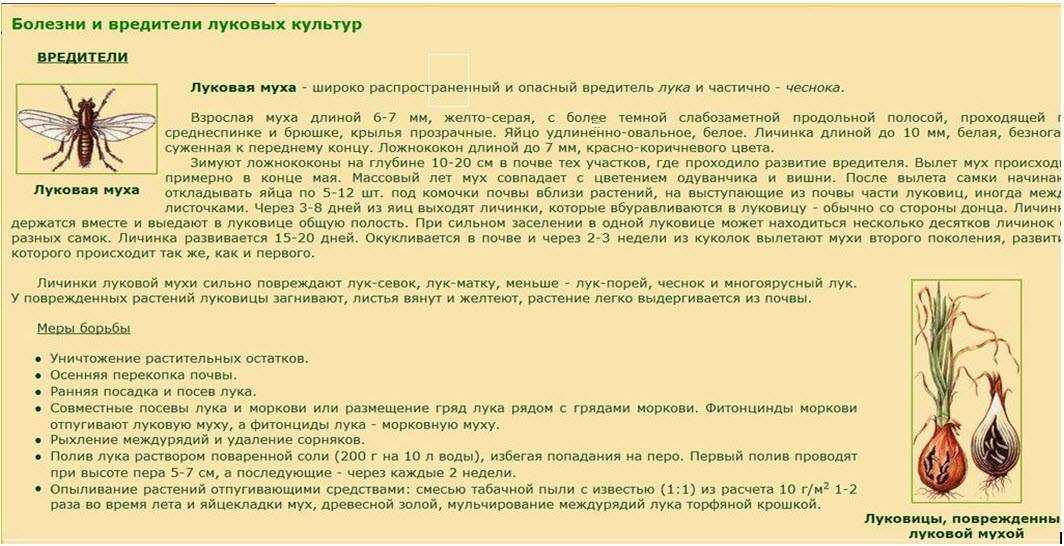 Как избавиться от муравьев
