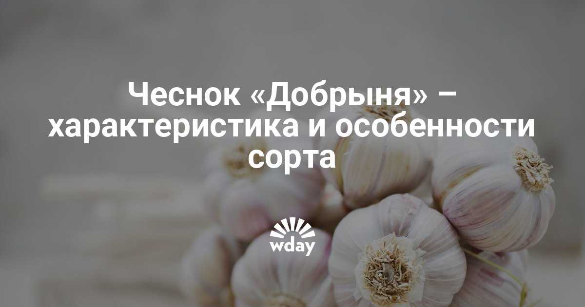 Лежкий сорт озимого чеснока агат: описание, характеристики, фото