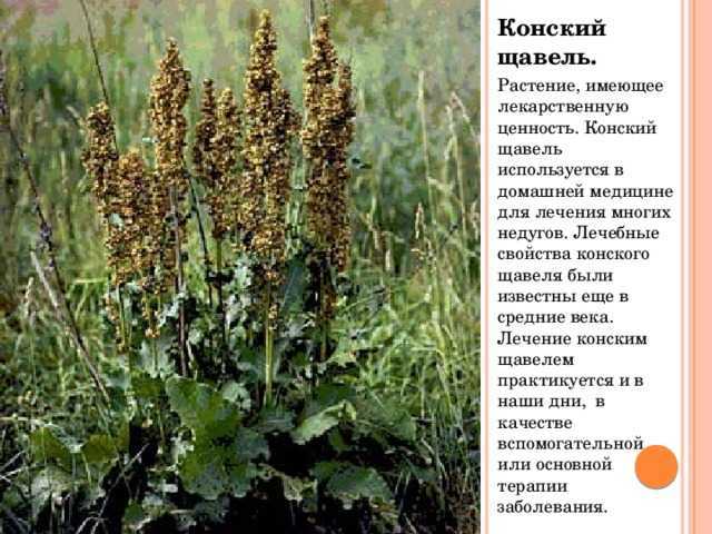 Конский щавель: лечебные свойства и противопоказания, применение, рецепты - lechilka.com