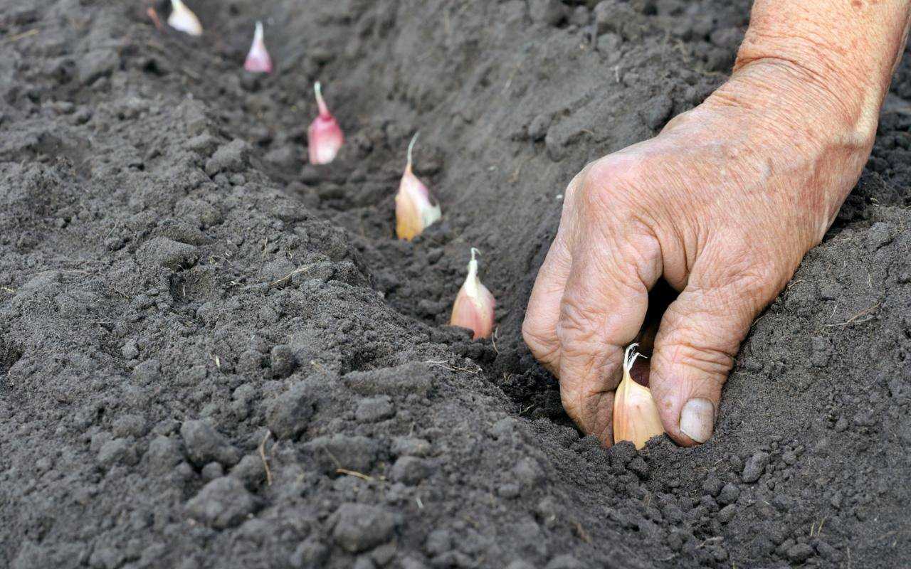 Посадка озимого чеснока осенью под зиму: сроки, схемы, правила, инструкции