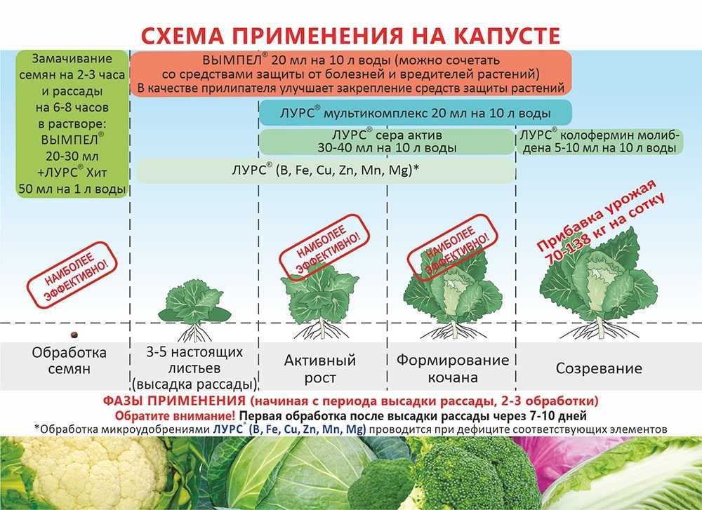 Чем обработать пекинскую капусту от вредителей и болезней: правила борьбы с ними