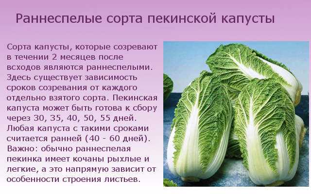 Пекинская капуста — особенности выращивания. фото — ботаничка