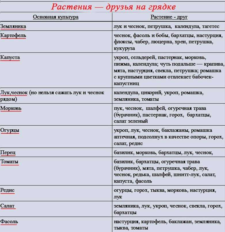 Что посадить рядом с капустой: хорошие и плохие соседи - etocvetochki.com