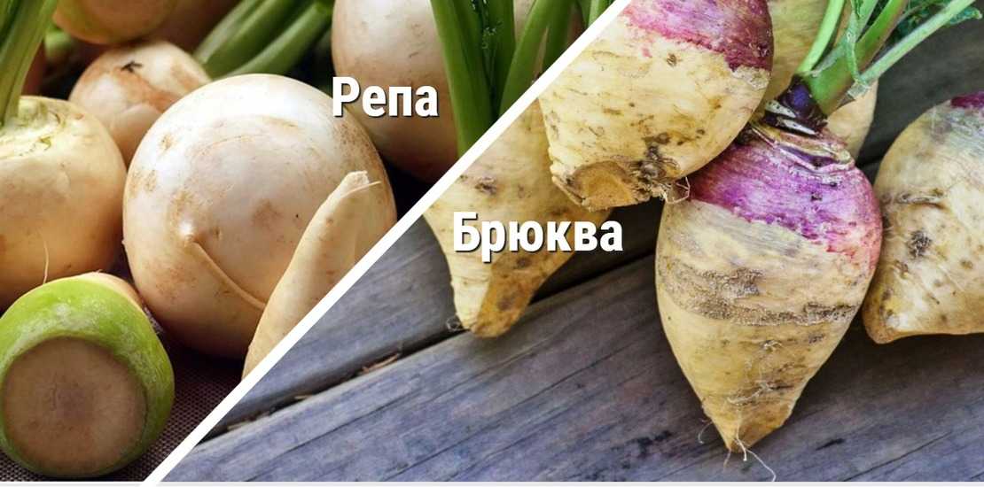 Брюква. польза и вред, приготовление.