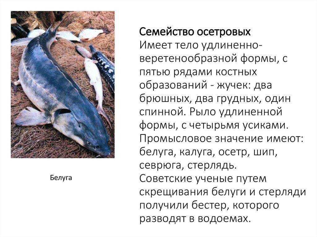 Почему осетр считается красной рыбой, несмотря на белое мясо?