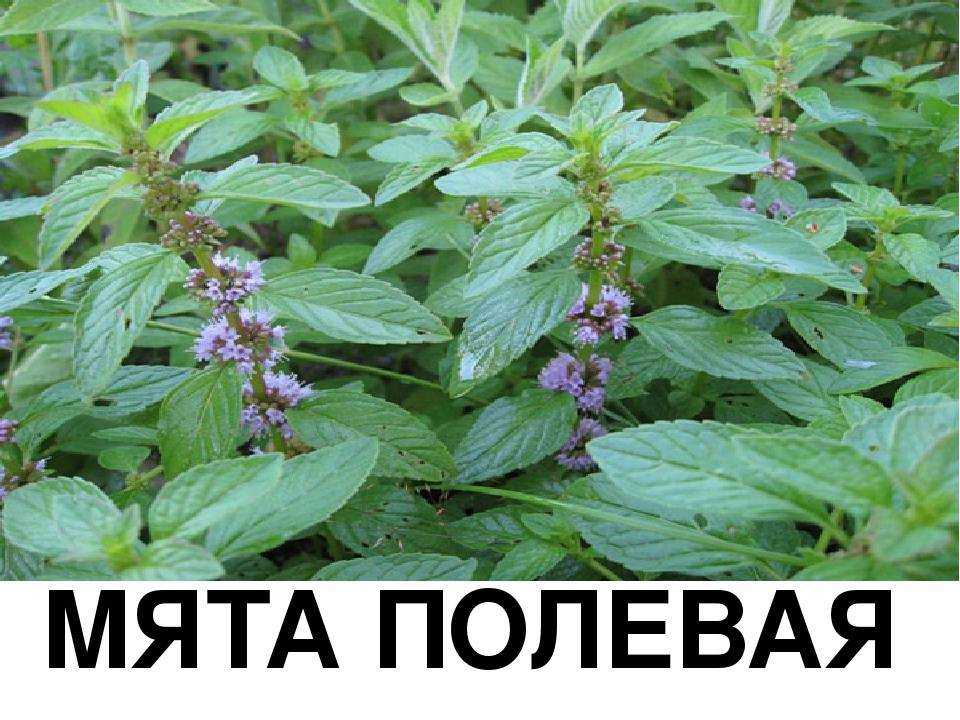 Мята🌿 14 лечебных свойств, польза и вред травы при заболеваниях