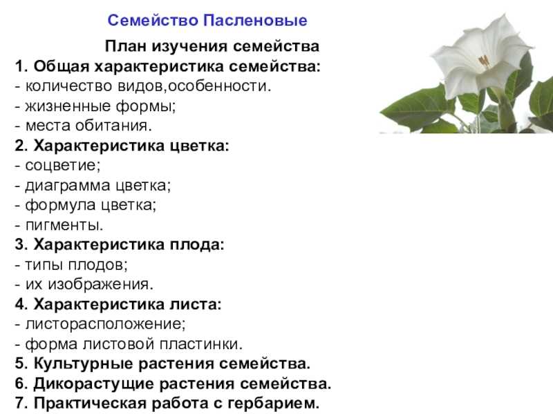 Семейство паслёновые - описание, общие характеристики и признаки
