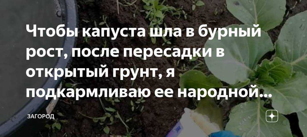 Удобрения для белокочанной капусты - правила применения