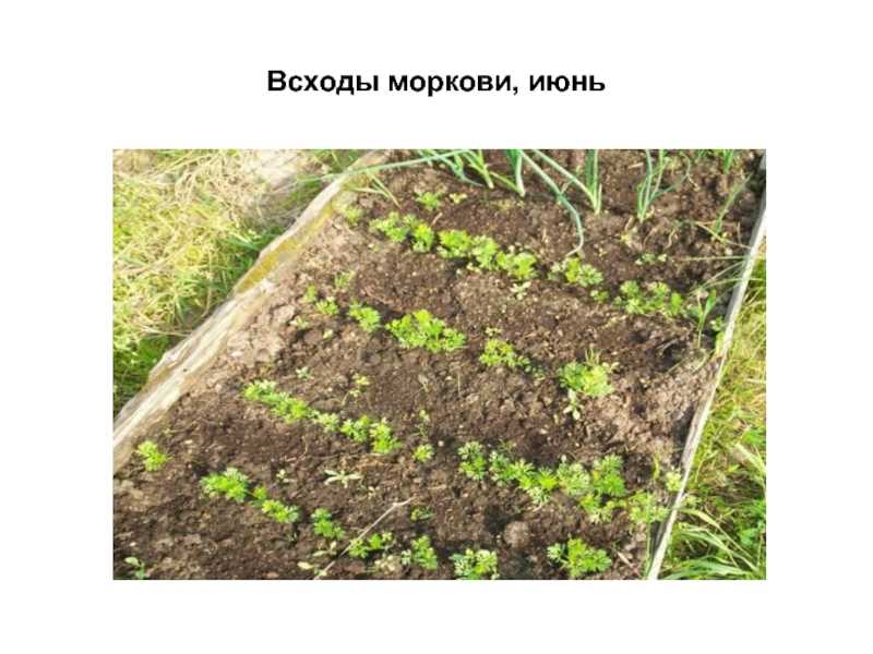 Через сколько дней всходит морковь в открытом грунте