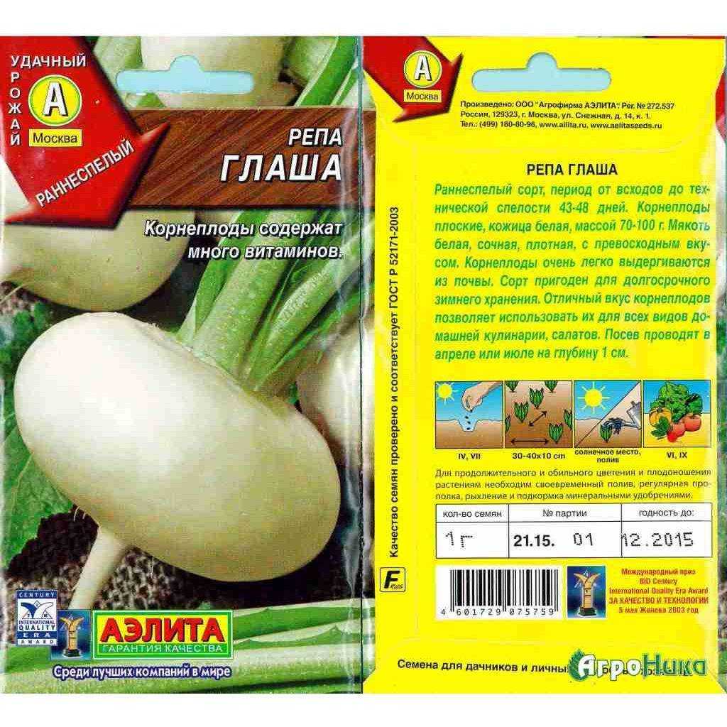 Репа: польза и вред для здоровья, рецепты приготовления