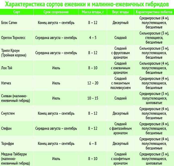 Сельдерей черешковый: выращивание и уход в открытом грунте