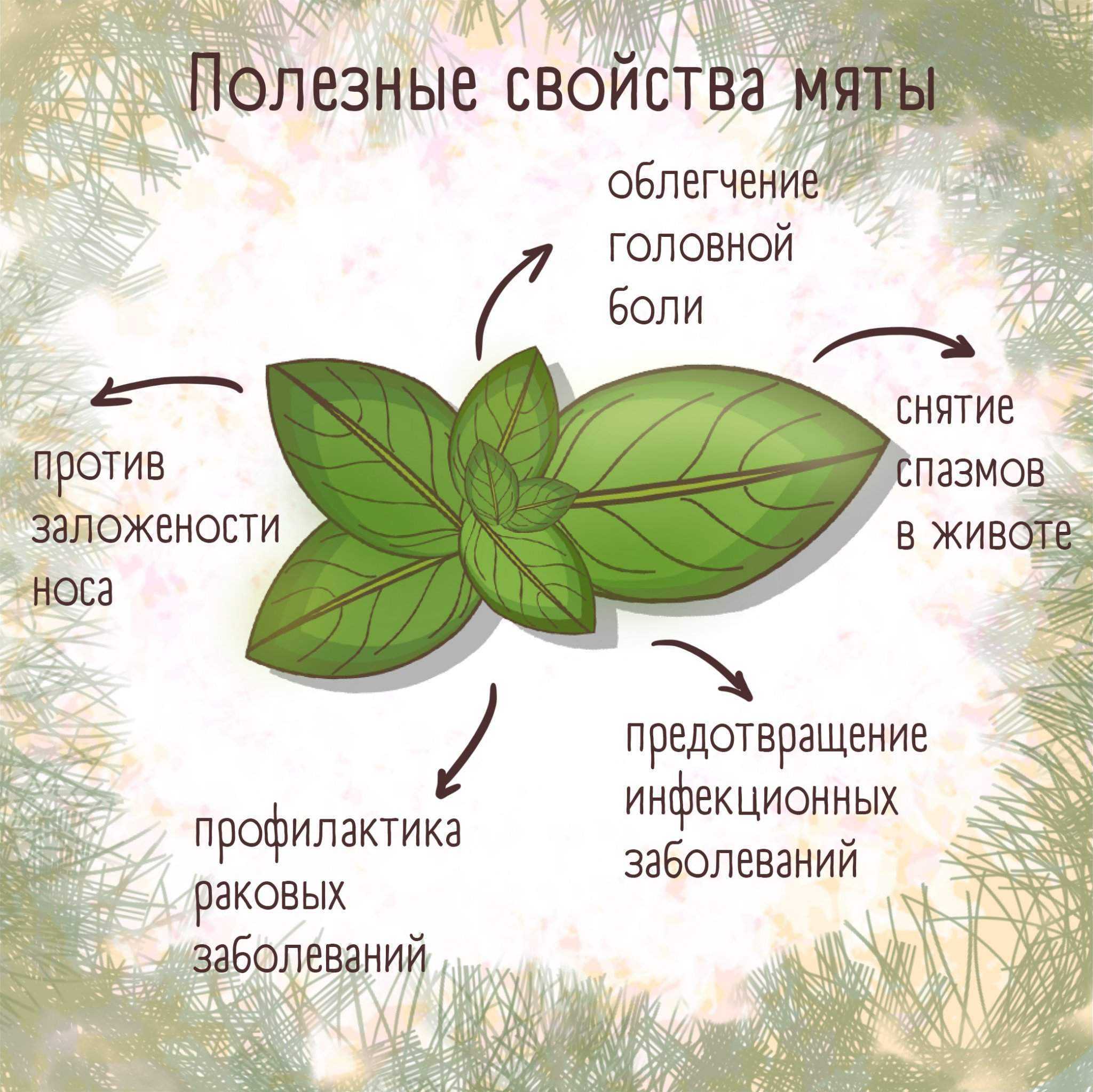Подробно о вреде и пользе чая с мятой для мужчин