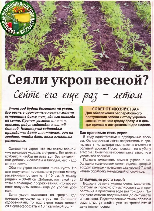 Почему желтеет и сохнет укроп на грядке: анализ причин, чем лечить