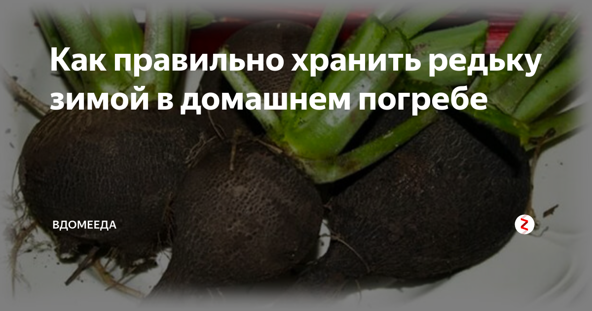 Как хранить черную редьку в домашних условиях зимой