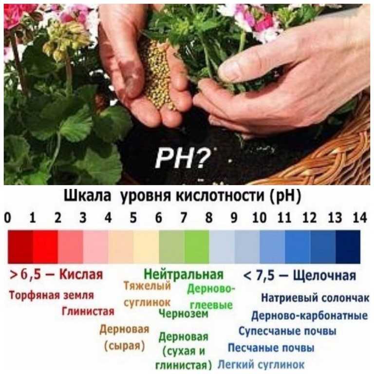 Как подготовить грядку под посадку чеснока осенью (под зиму): чем заправить, какими удобрениями