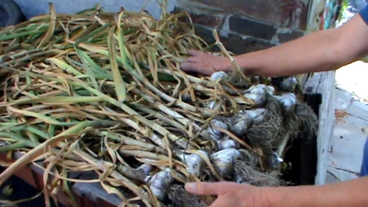 Как подготовить чеснок к хранению после уборки: способы и рекомендации