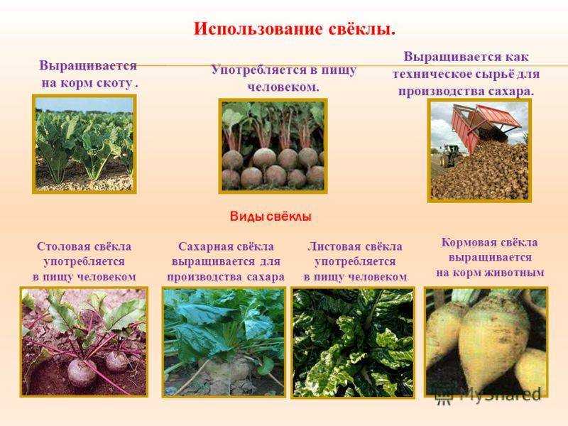 Описание кормовой свеклы и отличие ее от сахарной, особенности посадки и выращивания