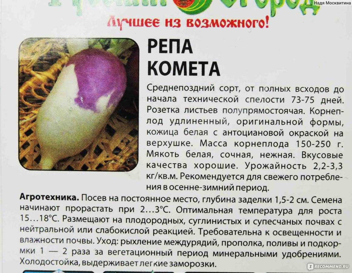 Репа - польза и вред для здоровья, как едят овощ