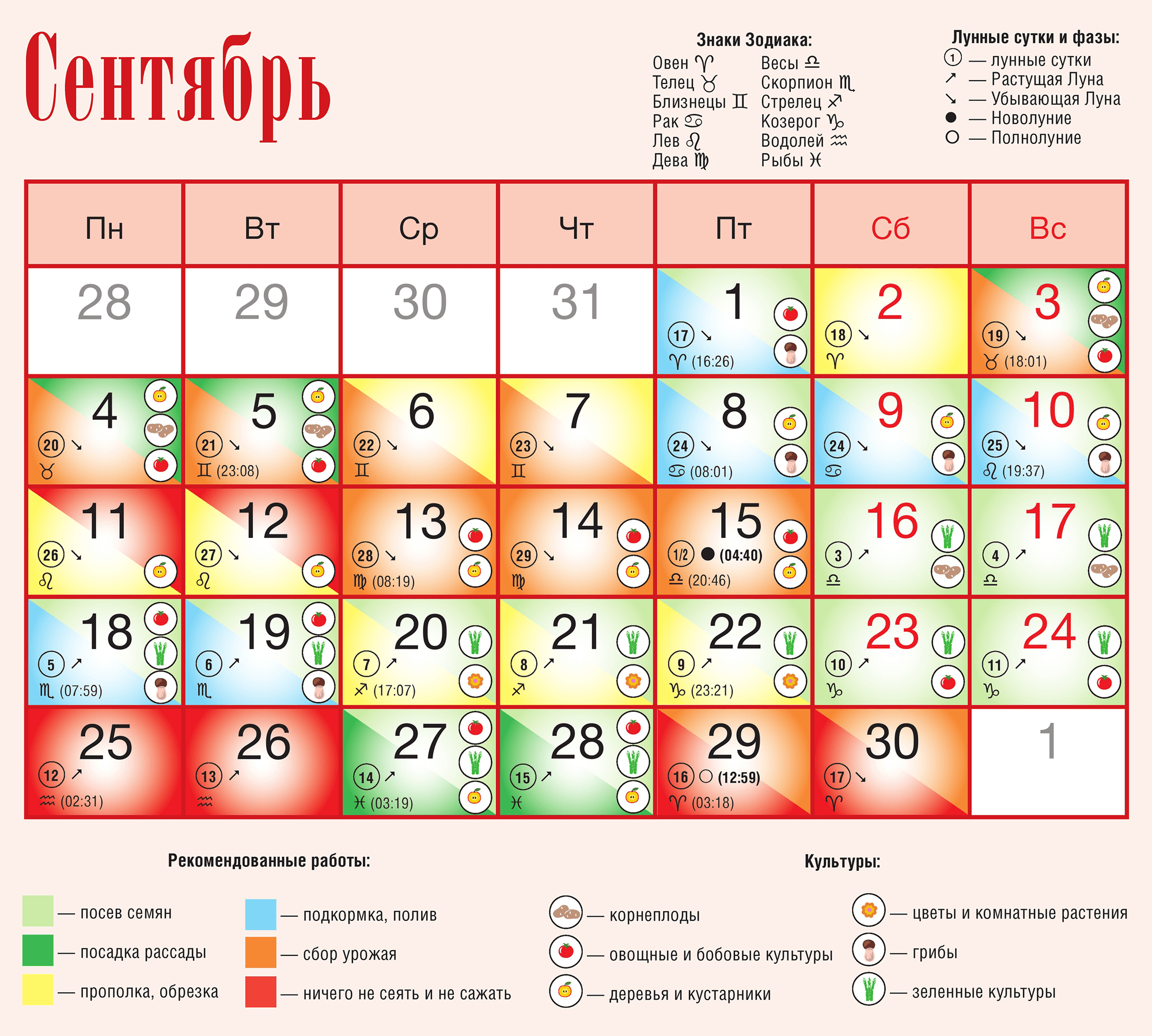 Свекла: когда убирать с грядки на хранение в россии, сибири, на урале, сроки, как собрать, способы и технологии, фото, видео
